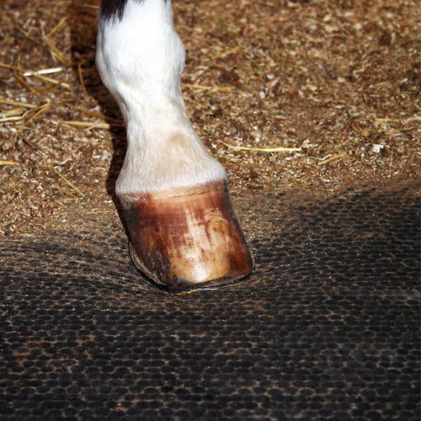 Horse hoof on extra soft stall mats.