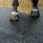 Horse hooves on BELMONDO Trend Premium rubber stall mat flooring.