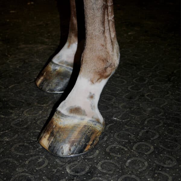 Horse hooves on BELMONDO Walkway rubber mats.