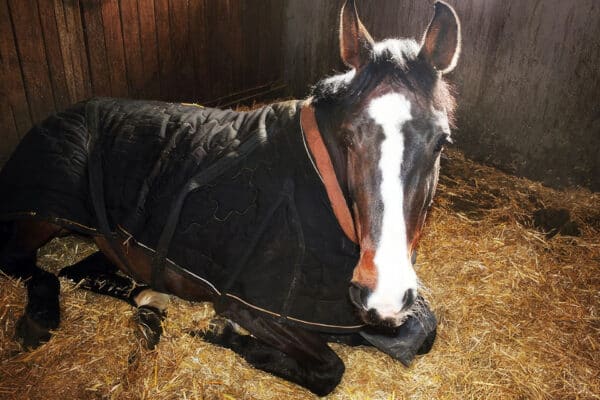 Horse laying down on horse stall mats with hay over the top.