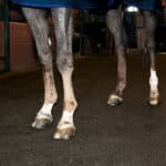 Horse standing on rubber walkway mats.