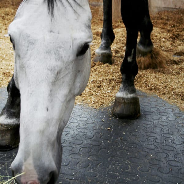 Horse standing on thick rubber mats.