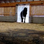 Thick rubber mats in horse stall with horse entering stall.