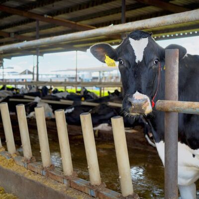 Agromatic FreeFEED cattle feed rail system.