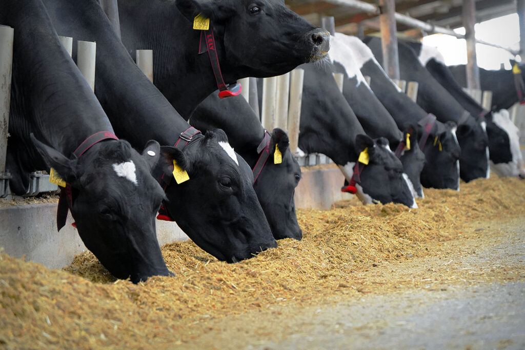 Cows eating thru Agromatic feed rails at Fiscalini Farms, Modesto, CA.