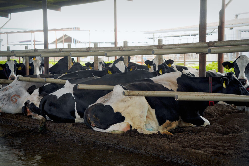 Cows in flexible freestalls at Fiscalini Farms in Modesto, CA.