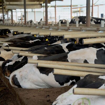 Fiscalini Farms: Cows relaxing in flexible freeestall system from Agromatic.
