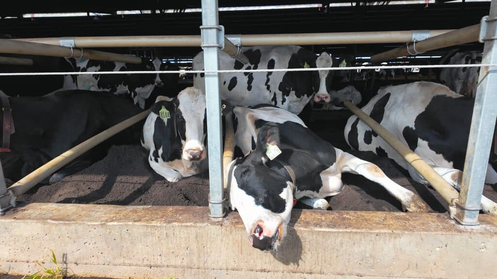 Cow sleeping in flexible freestall in California dairy barn.