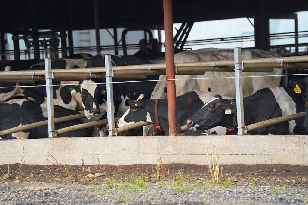 Freestall barn plans at Postma Dairy in California.