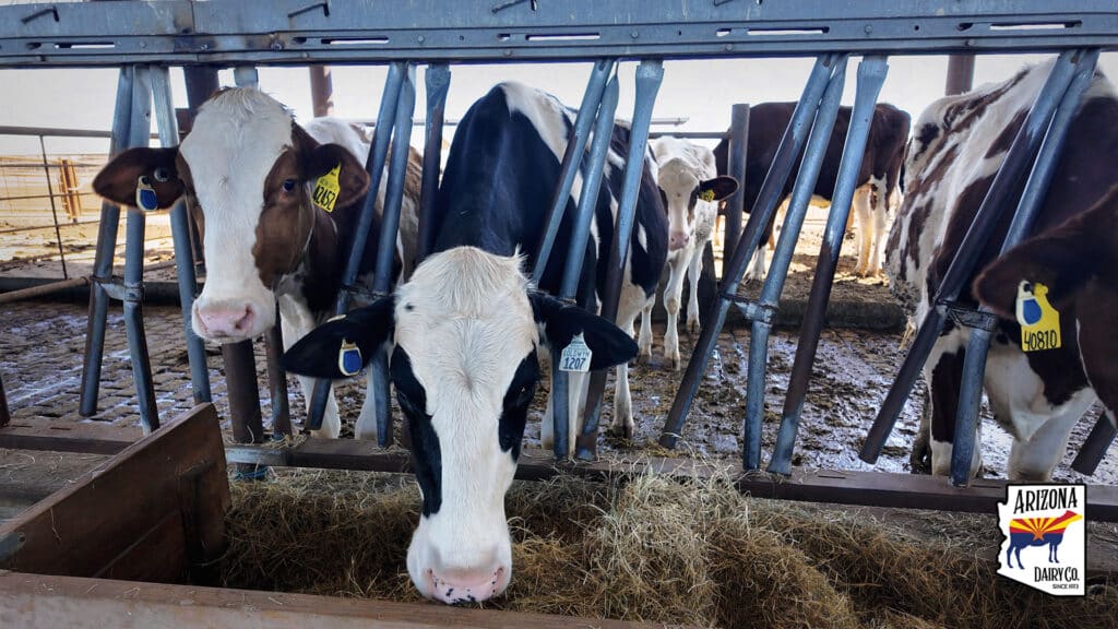 arizona-dairy-co-cows-eating-headlocks