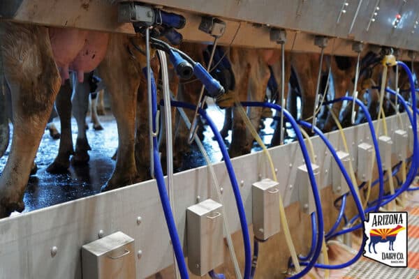 Milking parlor mats at Arizona Dairy Company (KRAIBURG KURA).