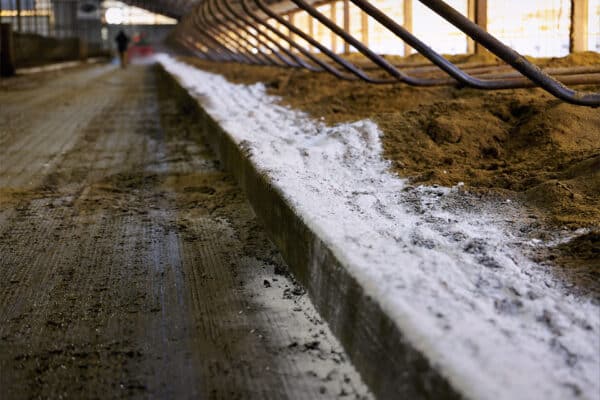Lime spread on manure bedding in cow alley.