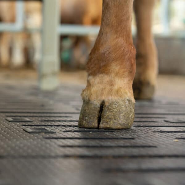 Beef Cattle slat mats: KRAIBURG LOSPA swiss rubber matting with cow hoof standing on mat.