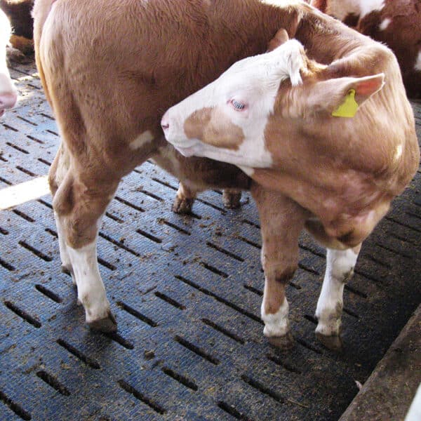 Beef Cattle slat mats: KRAIBURG LOSPA swiss rubber matting with cow standing on mat.