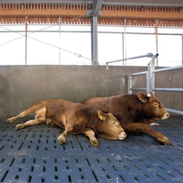Beef Cattle slat mats: KRAIBURG LOSPA swiss rubber matting with cows laying on mat.