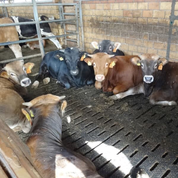 Beef Cattle slat mats: KRAIBURG LOSPA swiss rubber matting with cows laying on mat.