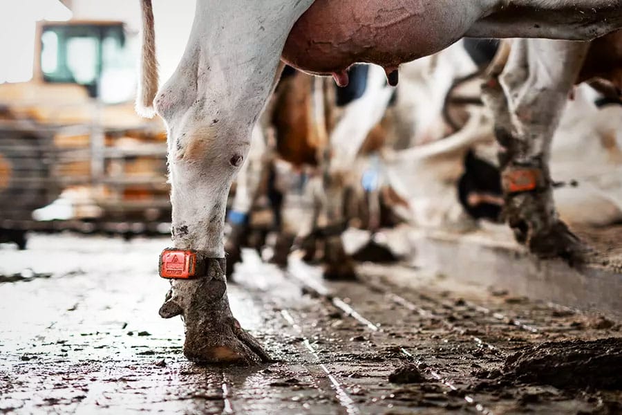 Why Reliable Rubber Floor Belting Benefits Cattle Barns