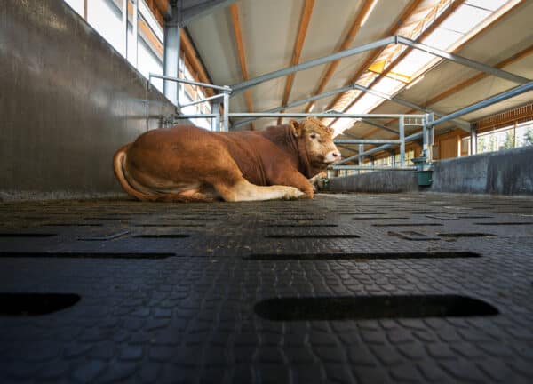 Beef Cattle slat mats: KRAIBURG LOSPA swiss rubber matting with a bull laying on it.