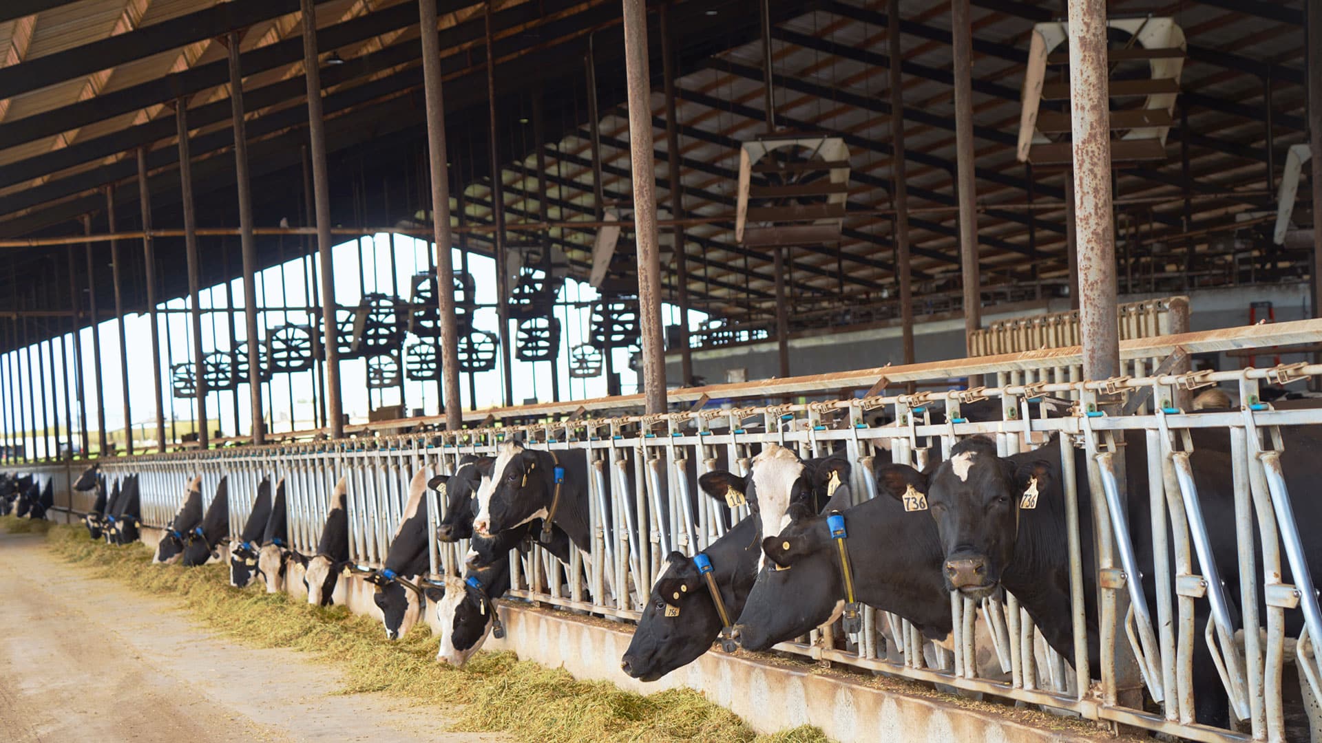 R & S Dairy Cows in a barn with Agromatic Cyclone fans.