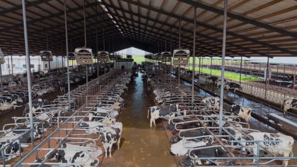 R & S dairy cows barn with Agromatic Cyclone EC Motor fans.
