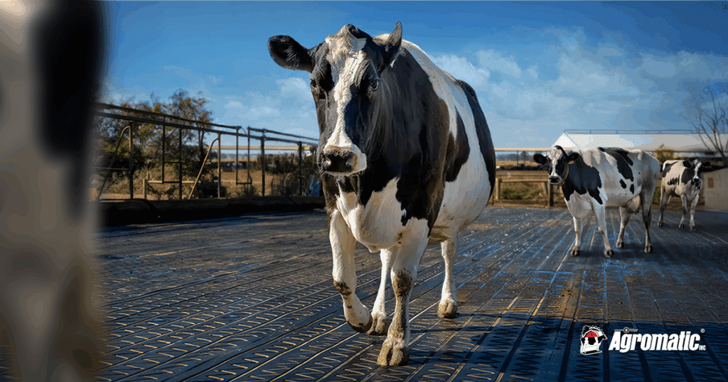 Dairy cow walking on DairyGrip rubber floor belting.