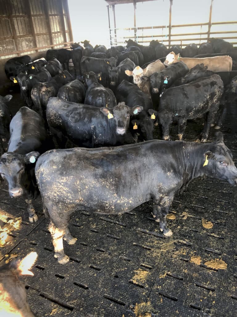 Beef cattle standing on slatted rubber flooring in the holding pen at Gillman Farms in Sherman, Illinois.