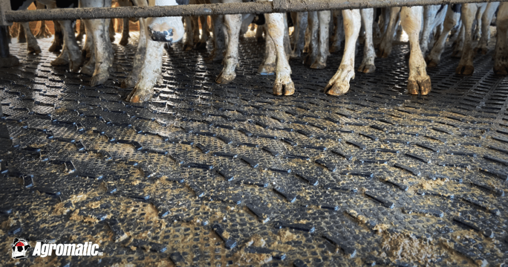 Cows in holding area on KRAIBURG Monta rubber flooring