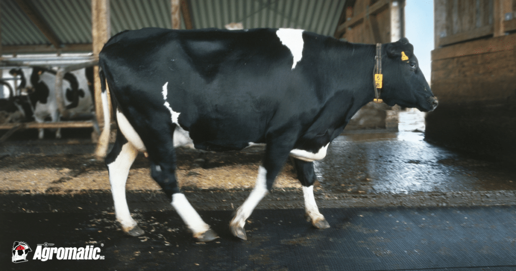 Cow walking on KRAIBURG KURA rubber flooring.
