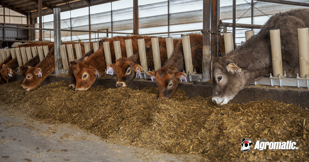 Brown Swiss calves using headlock alternative while feeding in a calf barn.