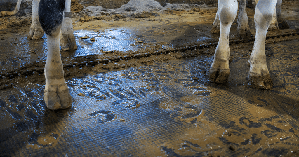 KURA dairy rubber flooring at Habeck Homestead Farms in Maribel, Wisconsin.