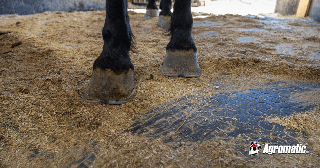 Percheron draft horse standing on Belmondo Trend horse stall mats.