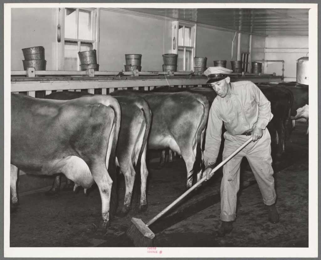 Cleaning up manure in milking shed. Large dairy, Tom Green County, Texas