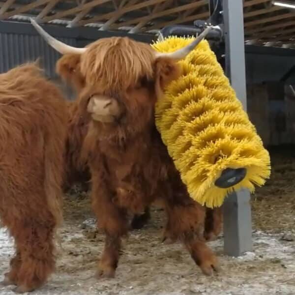 Highland cow with EasySwing Brush