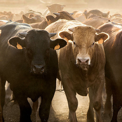 Beef cattle feedlot.