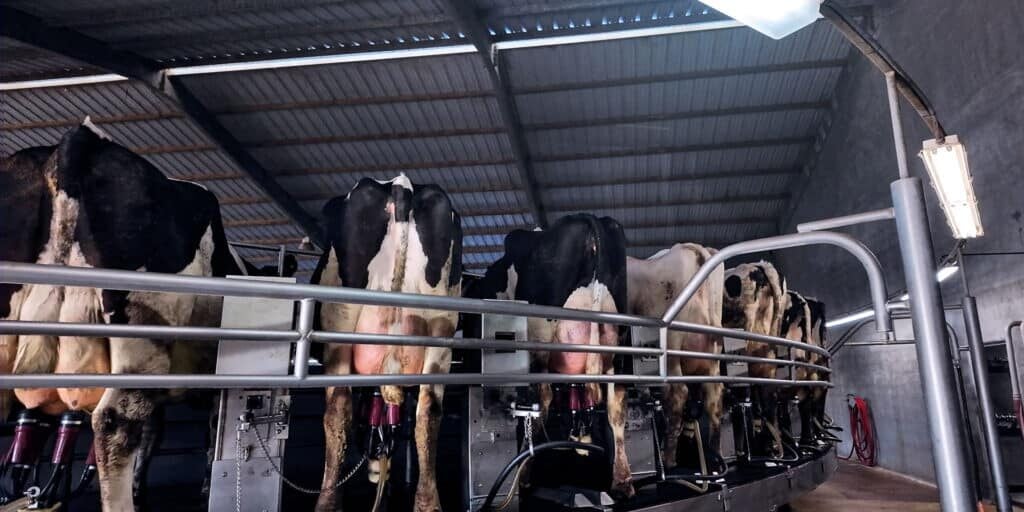 Caballero Dairy rotary milking parlor in Eloy, AZ.