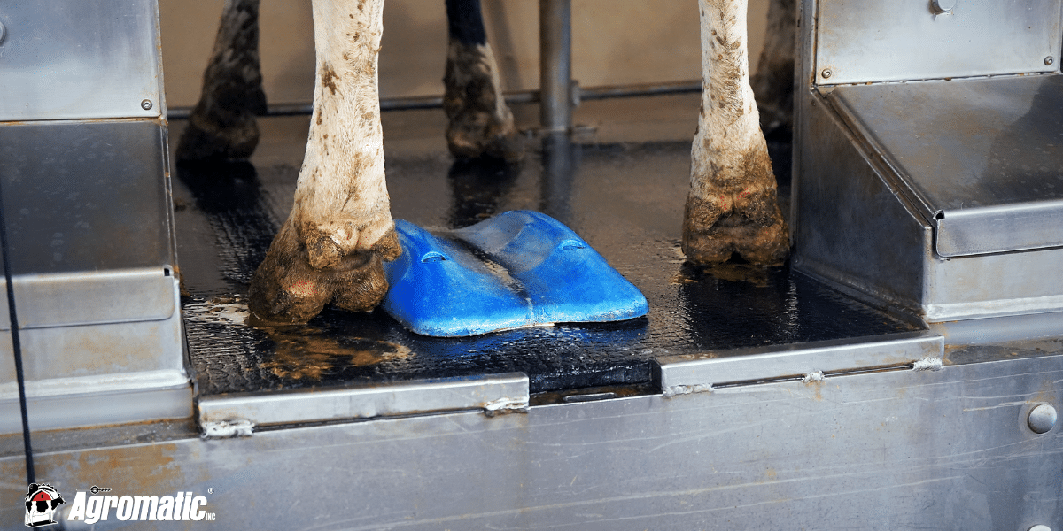 Cows being milking on KRAIBURG KURA rubber flooring.