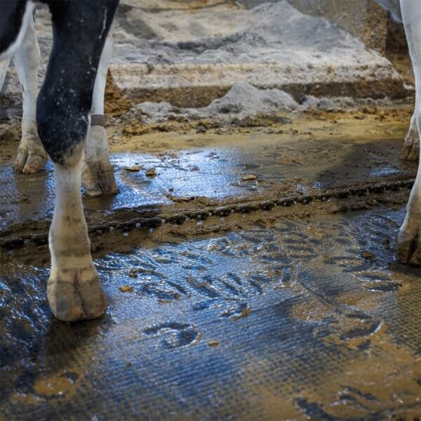 20 year old Kraiburg Kura at Haback Homestead in Maribel, under an alley scraper chain to protect the concrete with cows standing over it..