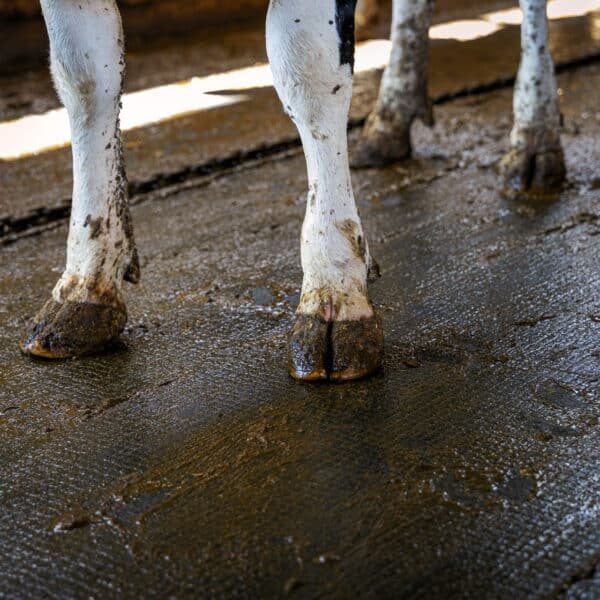 Cow standing on 20 year old cow barn rubber flooring at J&M Hofacker farm in Appleton, WI.
