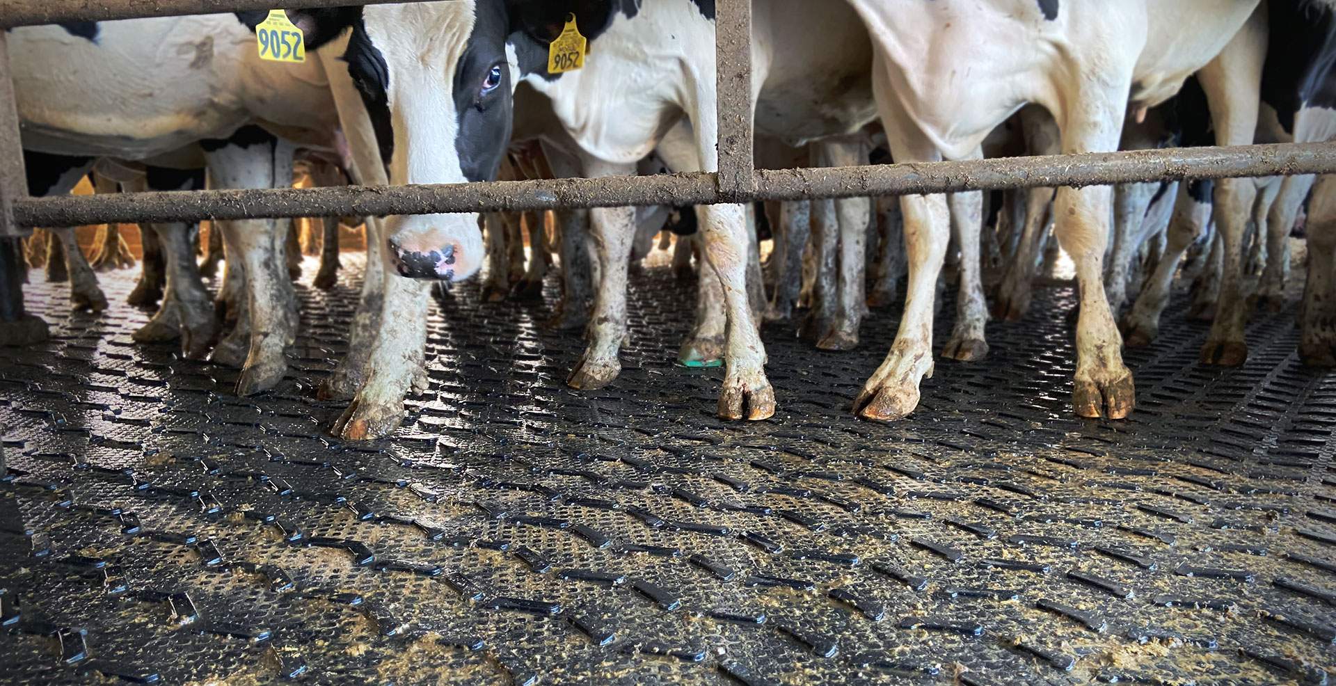Kraiburg Monta cattle traction mats for beef and dairy cattle.