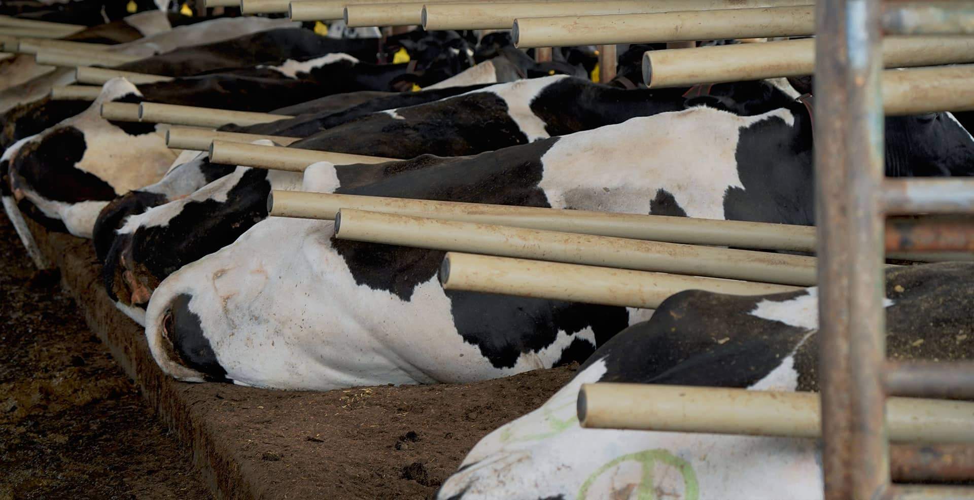 Agromatic Relax flexible freestall pipes installed in a dairy barn with cows in them.